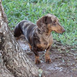 Frank - Dachshund