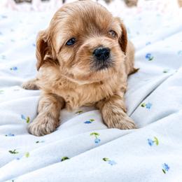 Milo - Red  male Goldendoodle puppy in Wiggins, Mississippi from Hall Family Doodle Ranch