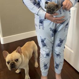 French Bulldog Puppies from Blue Lotus Frenchies