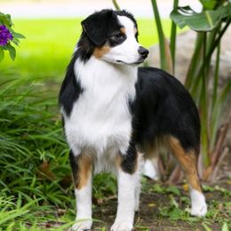 Australian Shepherds from Sunset Rose Aussies