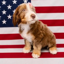 Heavenly - female Australian Mountain Doodle puppy in Lookout, California from Remington Kennels, LLC