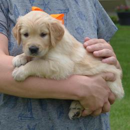 Orange - Golden female Golden Retriever puppy in Webster City, Iowa from Whispering Pines Precious Puppies