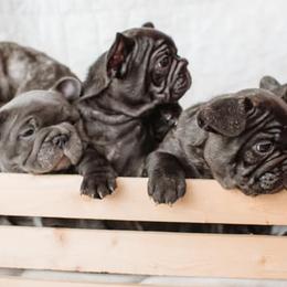 French Bulldogs from Williams Family Frenchie Farm