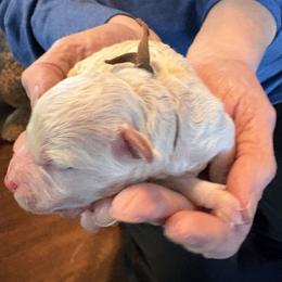 Brownie - Cream male Assorted Doodle Crosses puppy in Mt Pleasant, Texas from Hippdoodranch