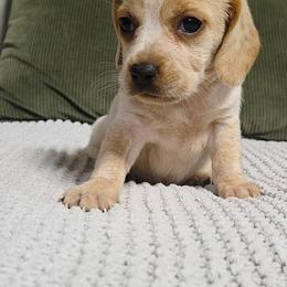Honey - Lemon female Beagle puppy in Bunch, Oklahoma from Julie’s Jewels Puppies
