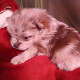 Cherokee pup 1 - Chocolate merle male Pomeranian puppy in Carrollton, Georgia from B AND R'S POMERANIAN'S