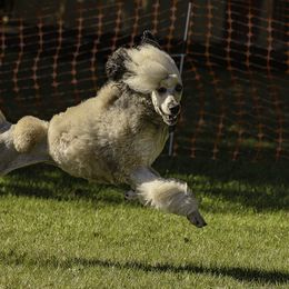 Poodles from Mount Mazama Kennels
