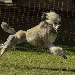 Poodles from Mount Mazama Kennels