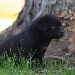 Missy - Black female Cane Corso puppy in Cable, Ohio from Americana Cane Corso