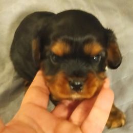 Snickers - Black and tan male Cavalier King Charles Spaniel puppy in East Providence, Rhode Island from Marta's Cavaliers