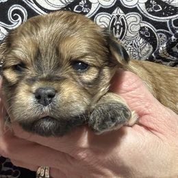 Male 3 - Red sable male Havanese puppy in Congerville, Illinois from Happy Go Lucky Havanese