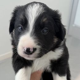 Border Collie Puppies from Julie Ziegler