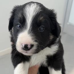 Border Collie Puppies from Julie Ziegler