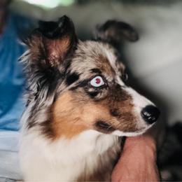 Calypso - Blue merle female Miniature Australian Shepherd puppy in Hempstead, Texas from Young Gun Aussies