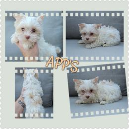 Aurora - Parti female Yorkshire Terrier puppy in Wartburg, Tennessee from Amanda's Precious Pups