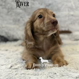 River - Cream male Dachshund puppy in Rainier, Oregon from Doxies in Wonderland