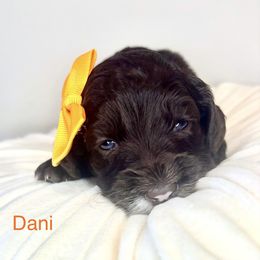 Dani - Chocolate female Australian Labradoodle puppy in Ponchatoula, Louisiana from Cajun Land Doodles