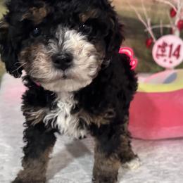 Rae - Tri-color female Bernedoodle puppy in Lincoln, Nebraska from GRand Doodles