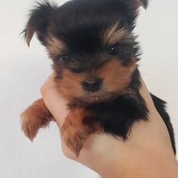 Yorkshire Terrier Puppies from Pretty Li'l Yorkies