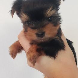 Yorkshire Terrier Puppies from Pretty Li'l Yorkies