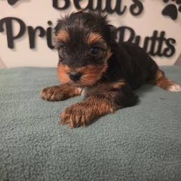 Dash - Black and tan male Yorkshire Terrier puppy in Clermont, Florida from Bella's Prissy Butts