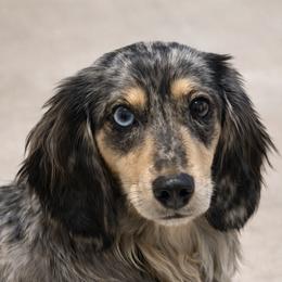 Dachshunds from Simply Happy Dachshunds