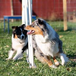 Australian Shepherds from M Squared Kennels
