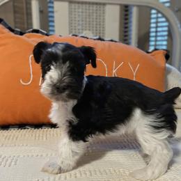 Boo - Parti female Miniature Schnauzer puppy in Oneida, Tennessee from Saving Grace