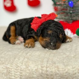 Fiyero - Phantom male Poodle puppy in Bellville, Ohio from Cedar Ridge Standard Poodles