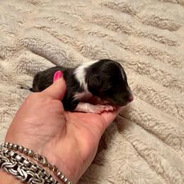 MINNIE - Black and white female Shetland Sheepdog puppy in Livonia, Michigan from M7’s Shelties, Toonies & AussieDoodles