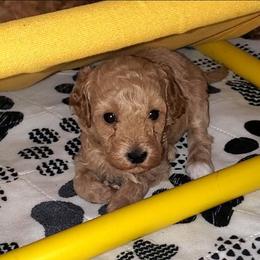 Sugar Mini Poodle Raised in Home - Cream female Poodle puppy in Falcon, Missouri from Cedar House Heritage Poodles | AKC Toy & Miniature Poodle Puppies Raised in Home