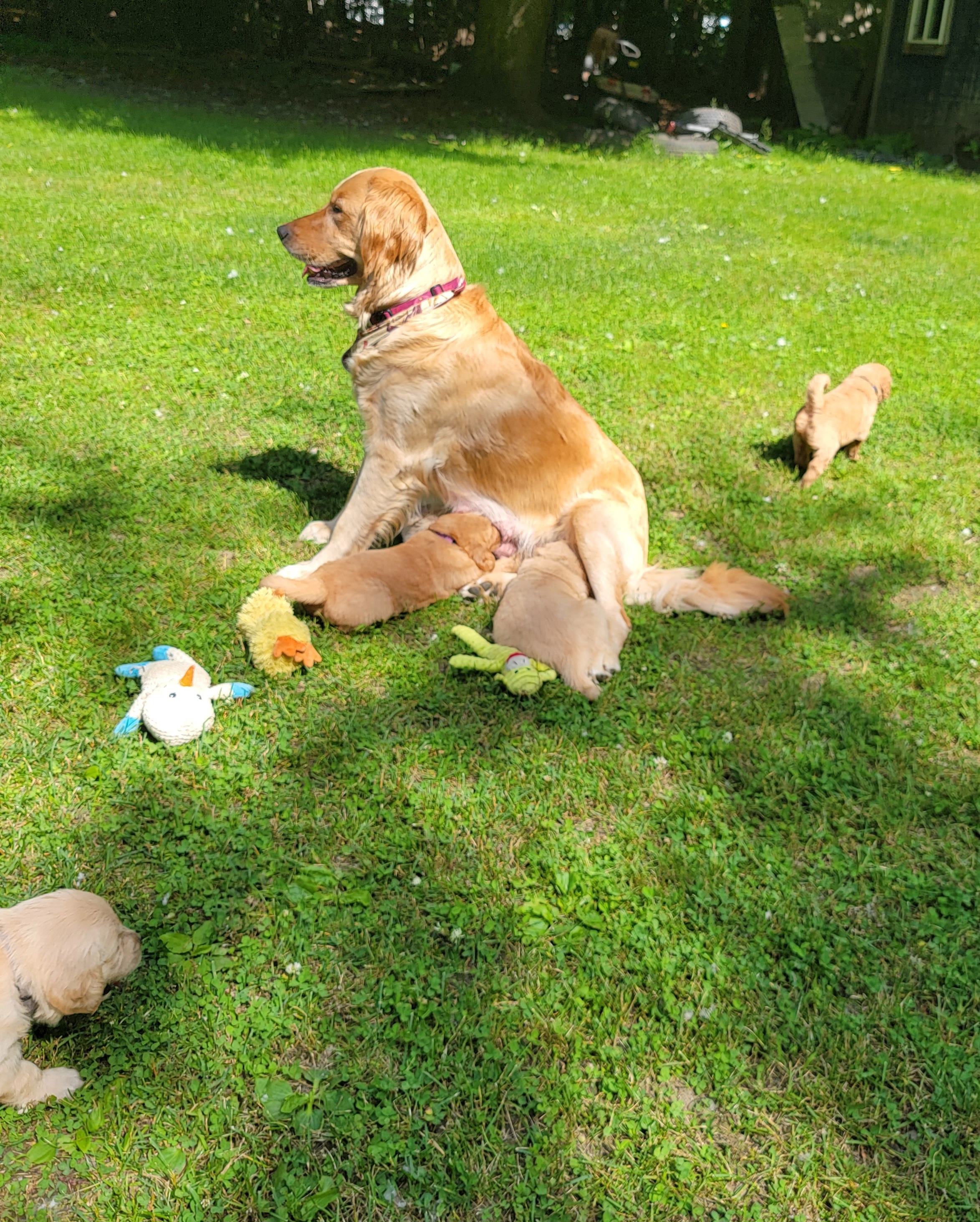 Golden Retriever Puppies from JK Goldens