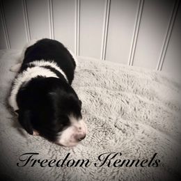 Dachshund Puppies from Queen Bee Doxies