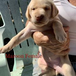 Labrador Retriever Puppies from The Sugar & Spice Ranch Labrador Retrievers