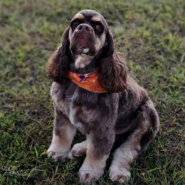 Jeter - Cocker Spaniel