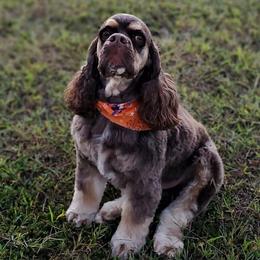 Jeter - Cocker Spaniel
