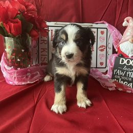Miniature Australian Shepherd and Toy Australian Shepherd Puppies from Autumn & Colt’s Aussies