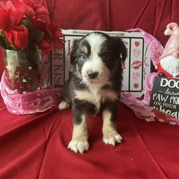 Miniature Australian Shepherd and Toy Australian Shepherd Puppies from Autumn & Colt’s Aussies