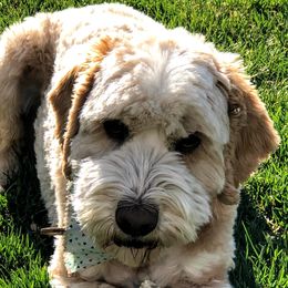 Morty - Australian Labradoodle