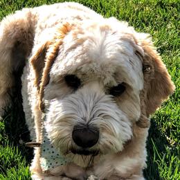 Morty - Australian Labradoodle