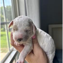 Dolly - Parti female Goldendoodle puppy in Gastonia, North Carolina from Crowders Creek Doodles