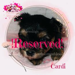 Cardi - Black tan and white female Biewer Terrier puppy in Asheville, North Carolina from Miniature Blessings