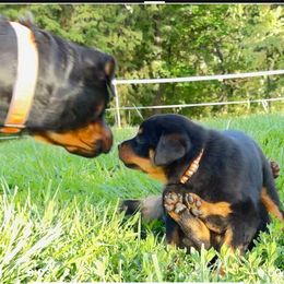 Rottweiler Puppies from Cross Creek Rottweilers