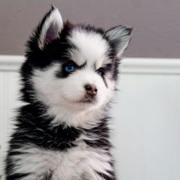 Pomsky Puppies from Arctic Star Pomskies