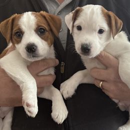 Jack Russell Terrier Puppies from Shavano Creek Jack Russell Terriers, LLC