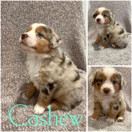 Cashew - Red merle male Miniature Australian Shepherd puppy in Pinnacle, North Carolina from Higher Elevations Mini Aussies