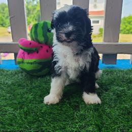Puppy 1 - Black and white female Chinese Crested puppy in New Castle, Pennsylvania from Long Haul Cresteds & Long Rotts