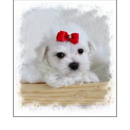 Riley - White male Maltese puppy in Umatilla, Oregon from Rockin Rivers AKC Maltese & Malshi's