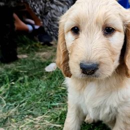 Goldendoodles from Killian's Doodles