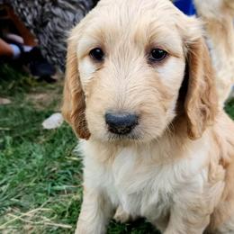 Goldendoodles from Killian's Doodles